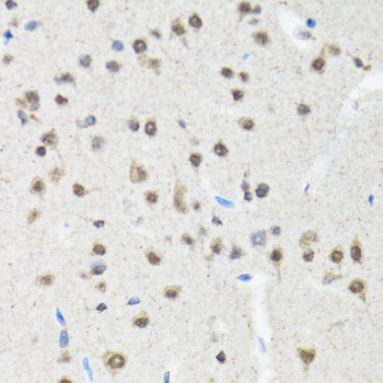RAG2 / RAG-2 Antibody - Immunohistochemistry of paraffin-embedded mouse brain tissue.