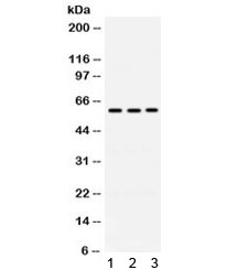 RAG2 / RAG-2 Antibody