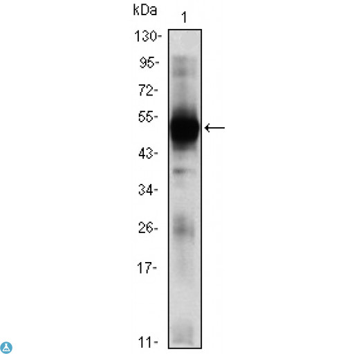 RAG2 / RAG-2 Antibody - Western Blot (WB) analysis using RAG-2 Monoclonal Antibody against RAG2-hIgGFc transfected HEK293 (1)cell lysate.