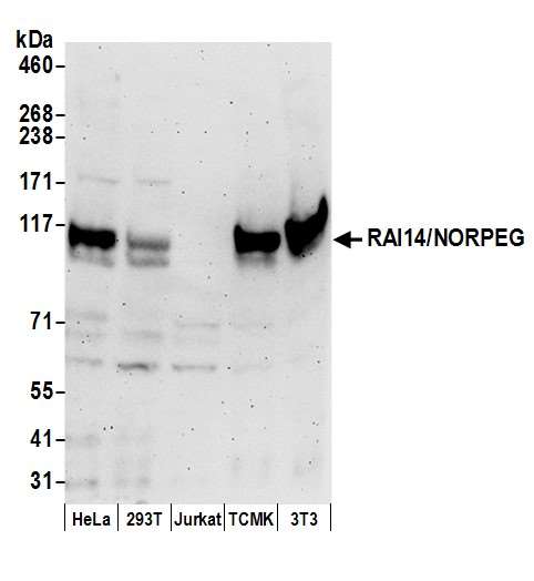 RAI14 Antibody - Detection of human and mouse RAI14/NORPEG by western blot. Samples: Whole cell lysate (50 µg) from HeLa, HEK293T, Jurkat, mouse TCMK-1, and mouse NIH 3T3 cells prepared using NETN lysis buffer. Antibody: Affinity purified rabbit anti-RAI14/NORPEG antibody used for WB at 0.1 µg/ml. Detection: Chemiluminescence with an exposure time of 3 minutes.