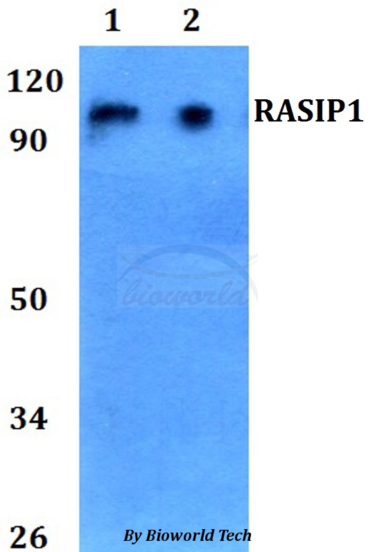 RAIN / RASIP1 Antibody - Western blot of RASIP1 antibody at 1:500 dilution. Lane 1: HEK293T whole cell lysate. Lane 2: H9C2 whole cell lysate.