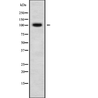 RAIN / RASIP1 Antibody - Western blot analysis of RASIP1 using HeLa whole cells lysates