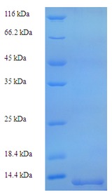 PLP1 / Myelin PLP Protein