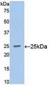 RALA / RAL Antibody - Western Blot; Sample: Recombinant RALA, Human.