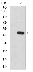 RALA / RAL Antibody - Western blot analysis using RALA mAb against HEK293 (1) and RALA (AA: 71-203)-hIgGFc transfected HEK293 (2) cell lysate.