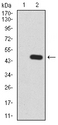 RALA / RAL Antibody - Western blot analysis using RALA mAb against HEK293 (1) and RALA (AA: 71-203)-hIgGFc transfected HEK293 (2) cell lysate.