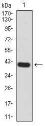 RALA / RAL Antibody - Western blot analysis using RALA mAb against human RALA (AA: 71-203) recombinant protein. (Expected MW is 41.5 kDa)