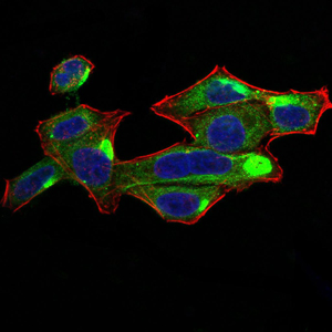 RALA / RAL Antibody - Immunofluorescence analysis of Hela cells using RALA mouse mAb (green). Blue: DRAQ5 fluorescent DNA dye. Red: Actin filaments have been labeled with Alexa Fluor- 555 phalloidin. Secondary antibody from Fisher