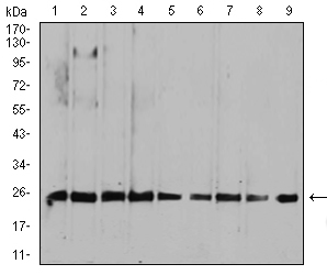 RALA / RAL Antibody - Western blot analysis using RALA mouse mAb against HepG2 (1), MCF-7 (2), A549 (3), K562 (4), Raji (5), MOLT4 (6), Hela (7), COS7 (8), and NIH3T3 (9) cell lysate.