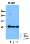 RALA / RAL Antibody - Western Blot: The HepG2 cell lysate (30 ug) were resolved by SDS-PAGE, transferred to PVDF membrane and probed with anti-human RALA antibody (1:500, 1:1000, 1:2000). Proteins were visualized using a goat anti-mouse secondary antibody conjugated to HRP and an ECL detection system.