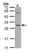 RALB Antibody - Sample (30 ug of whole cell lysate). A: Hep G2 . 12% SDS PAGE. RALB antibody diluted at 1:1000
