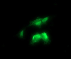 RALB Antibody - Anti-RALB mouse monoclonal antibody immunofluorescent staining of COS7 cells transiently transfected by pCMV6-ENTRY RALB.