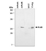 RALB Antibody - WB analysis of rhRalA and rhRalB, and lysates of human U937 and rat Y3-Ag cells