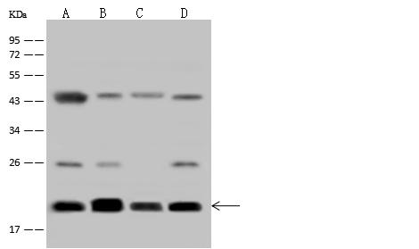 RALB Antibody - Anti-RALB rabbit polyclonal antibody at 1:500 dilution. Lane A: MCF7 Whole Cell Lysate. Lane B: HepG2 Whole Cell Lysate. Lane C: Jurkat Whole Cell Lysate. Lane D: HeLa Whole Cell Lysate. Lysates/proteins at 30 ug per lane. Secondary: Goat Anti-Rabbit IgG (H+L)/HRP at 1/10000 dilution. Developed using the ECL technique. Performed under reducing conditions. Predicted band size: 23 kDa. Observed band size: 23 kDa.