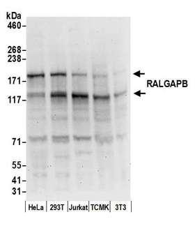 RALGAPB / KIAA1219 Antibody - Detection of human and mouse RALGAPB by western blot. Samples: Whole cell lysate (50 µg) from HeLa, HEK293T, Jurkat, mouse TCMK-1, and mouse NIH 3T3 cells prepared using NETN lysis buffer. Antibody: Affinity purified rabbit anti-RALGAPB antibody used for WB at 0.1 µg/ml. Detection: Chemiluminescence with an exposure time of 30 seconds.