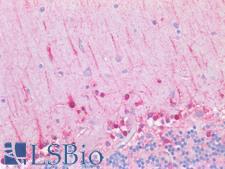 RALGAPB / KIAA1219 Antibody - Human Brain, Cerebellum: Formalin-Fixed, Paraffin-Embedded (FFPE)