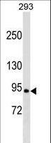 RALGDS Antibody - RALGDS Antibody western blot of 293 cell line lysates (35 ug/lane). The RALGDS antibody detected the RALGDS protein (arrow).