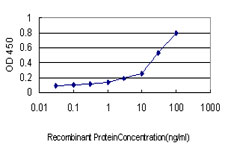 RALGDS Antibody - Detection limit for recombinant GST tagged RALGDS is approximately 0.1 ng/ml as a capture antibody.