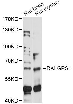 RALGPS1 Antibody - Western blot analysis of extracts of various cell lines, using RALGPS1 antibody at 1:1000 dilution. The secondary antibody used was an HRP Goat Anti-Rabbit IgG (H+L) at 1:10000 dilution. Lysates were loaded 25ug per lane and 3% nonfat dry milk in TBST was used for blocking. An ECL Kit was used for detection and the exposure time was 90s.