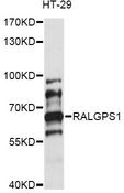RALGPS1 Antibody - Western blot analysis of extracts of HT-29 cells, using RALGPS1 antibody at 1:1000 dilution. The secondary antibody used was an HRP Goat Anti-Rabbit IgG (H+L) at 1:10000 dilution. Lysates were loaded 25ug per lane and 3% nonfat dry milk in TBST was used for blocking. An ECL Kit was used for detection and the exposure time was 60s.