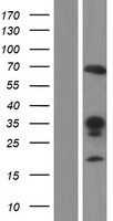 RALGPS2 Protein - Western validation with an anti-DDK antibody * L: Control HEK293 lysate R: Over-expression lysate