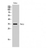 RALY Antibody - Western blot of Raly antibody
