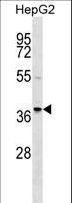 RALY Antibody - RALY Antibody western blot of HepG2 cell line lysates (35 ug/lane). The RALY antibody detected the RALY protein (arrow).