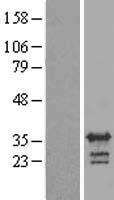 RALYL Protein - Western validation with an anti-DDK antibody * L: Control HEK293 lysate R: Over-expression lysate