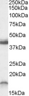 RAMP1 Antibody - Antibody (0.3 ug/ml) staining of Rat Brain lysate (35 ug protein in RIPA buffer). Primary incubation was 1 hour. Detected by chemiluminescence