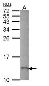RAMP1 Antibody - Sample (30 ug of whole cell lysate). A: Hep G2 . 12% SDS PAGE. RAMP1 antibody diluted at 1:1000.