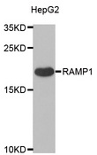 RAMP1 Antibody - Western blot analysis of extracts of various cell lines.