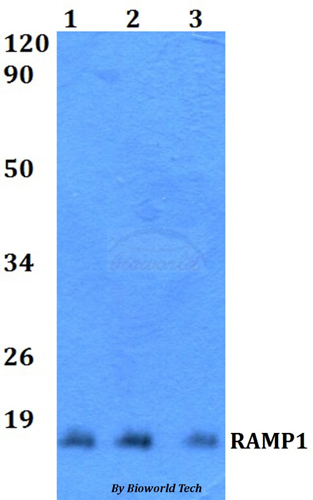 RAMP1 Antibody - Western blot of RAMP1 antibody at 1:500 dilution. Lane 1: HeLa whole cell lysate. Lane 2: NIH-3T3 whole cell lysate. Lane 3: H9C2 whole cell lysate.