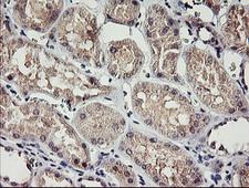 RAMP2 Antibody - IHC of paraffin-embedded Human Kidney tissue using anti-RAMP2 mouse monoclonal antibody.