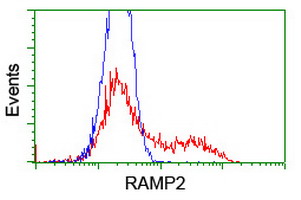 RAMP2 Antibody - HEK293T cells transfected with either overexpress plasmid (Red) or empty vector control plasmid (Blue) were immunostained by anti-RAMP2 antibody, and then analyzed by flow cytometry.