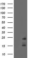 RAMP2 Antibody - HEK293T cells were transfected with the pCMV6-ENTRY control (Left lane) or pCMV6-ENTRY RAMP2 (Right lane) cDNA for 48 hrs and lysed. Equivalent amounts of cell lysates (5 ug per lane) were separated by SDS-PAGE and immunoblotted with anti-RAMP2.