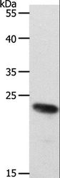 RAMP2 Antibody - Western blot analysis of 231 cell, using RAMP2 Polyclonal Antibody at dilution of 1:650.