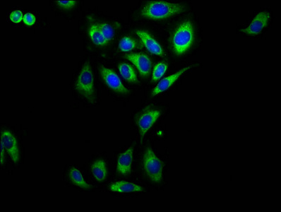 RAMP2 Antibody - Immunofluorescence staining of A549 cells at a dilution of 1:230, counter-stained with DAPI. The cells were fixed in 4% formaldehyde, permeabilized using 0.2% Triton X-100 and blocked in 10% normal Goat Serum. The cells were then incubated with the antibody overnight at 4 °C.The secondary antibody was Alexa Fluor 488-congugated AffiniPure Goat Anti-Rabbit IgG (H+L) .