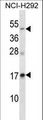 RAMP3 Antibody - RAMP3 Antibody western blot of NCI-H292 cell line lysates (35 ug/lane). The RAMP3 antibody detected the RAMP3 protein (arrow).