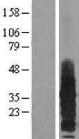 RAMP3 Protein - Western validation with an anti-DDK antibody * L: Control HEK293 lysate R: Over-expression lysate