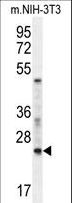 RAN Antibody - RAN Antibody western blot of mouse NIH-3T3 cell line lysates (35 ug/lane). The RAN antibody detected the RAN protein (arrow).