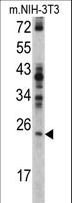 RAN Antibody - Western blot of RAN antibody in NIH-3T3 cell line lysates (35 ug/lane). RAN (arrow) was detected using the purified antibody.