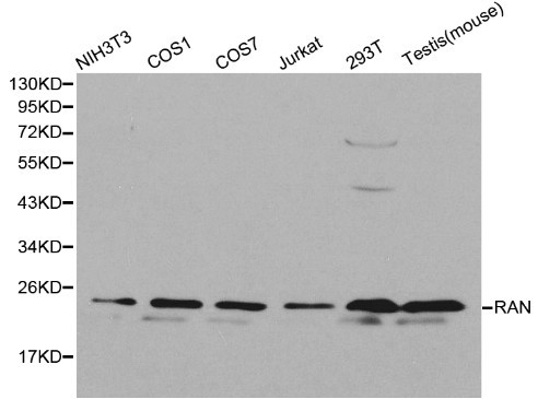 RAN Antibody - Western blot of RAN pAb in extracts from NIH3T3, COS1, COS7, Jurkat, 293T cells and mouse testis tissue.