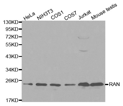 RAN Antibody - Western blot analysis of extracts of various cell lines, using RAN antibody at 1:1000 dilution. The secondary antibody used was an HRP Goat Anti-Rabbit IgG (H+L) at 1:10000 dilution. Lysates were loaded 25ug per lane and 3% nonfat dry milk in TBST was used for blocking.