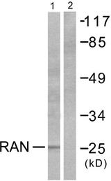 RAN Antibody - Western blot analysis of extracts from LOVO cells, using RAN antibody.