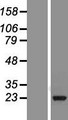 RAN Protein - Western validation with an anti-DDK antibody * L: Control HEK293 lysate R: Over-expression lysate