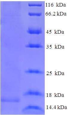 Sialic Acid-Binding Lectin Protein