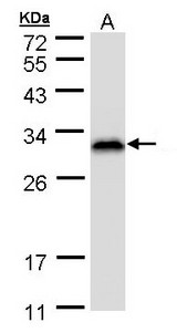 RANBP1 Antibody - Sample (30 ug of whole cell lysate). A: HeLa S3 . 12% SDS PAGE. RANBP1 antibody diluted at 1:1000