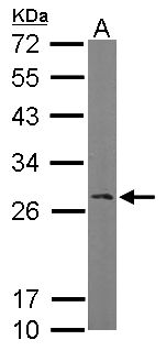 RANBP1 Antibody - Sample (50 ug of whole cell lysate). A: Mouse brain. 12% SDS PAGE. RANBP1 antibody diluted at 1:1000.