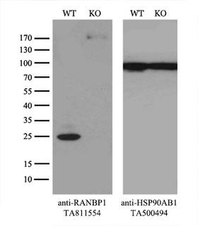 RANBP1 Antibody - Equivalent amounts of cell lysates  and RANBP1-Knockout 293T cells  were separated by SDS-PAGE and immunoblotted with anti-RANBP1 monoclonal antibody(1:2000). Then the blotted membrane was stripped and reprobed with anti-HSP90AB1 antibody  as a loading control.