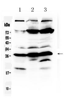 RANBP1 Antibody - Western blot - Anti-RanBP1 Picoband Antibody